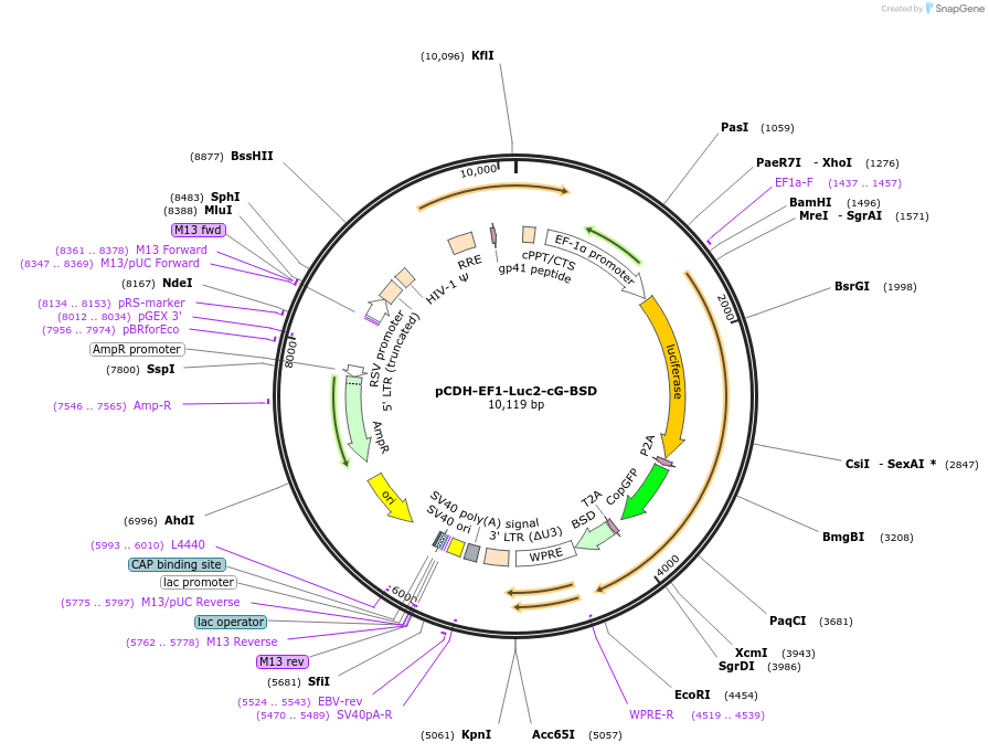 124982-plasmid-map-sequence-id-243981