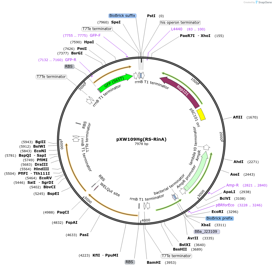 123150-plasmid-map-sequence-id-243991