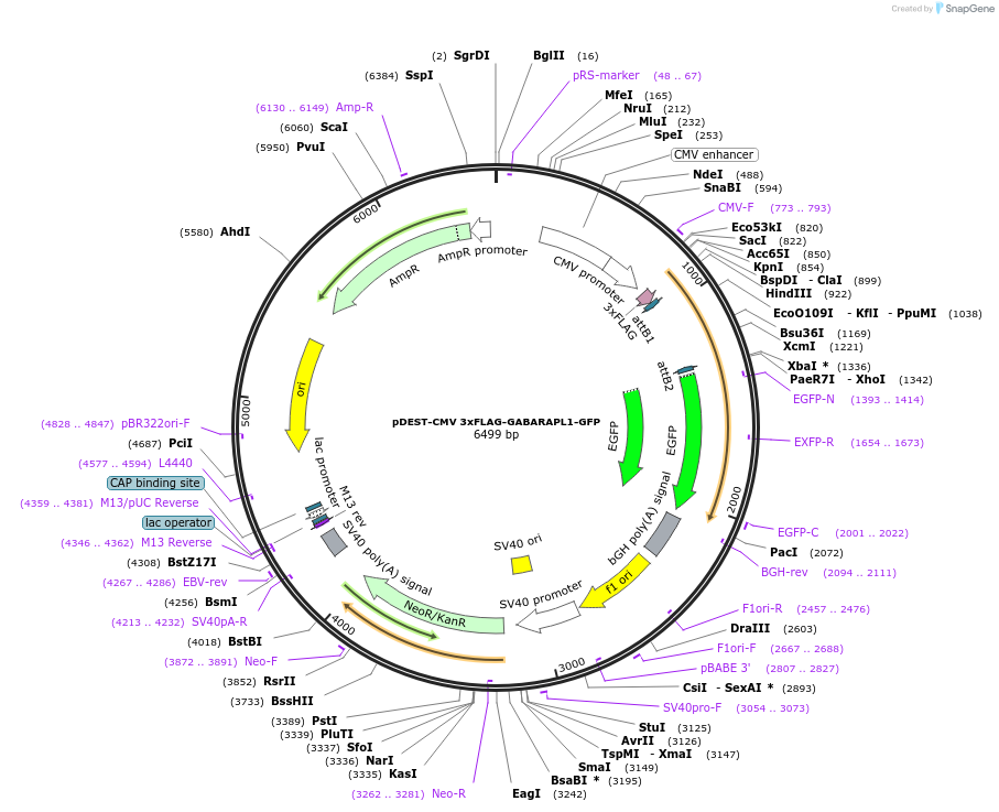 123112-plasmid-map-sequence-id-244021