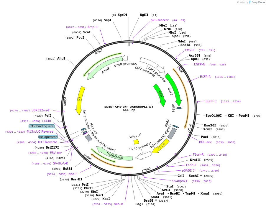 123117-plasmid-map-sequence-id-244032