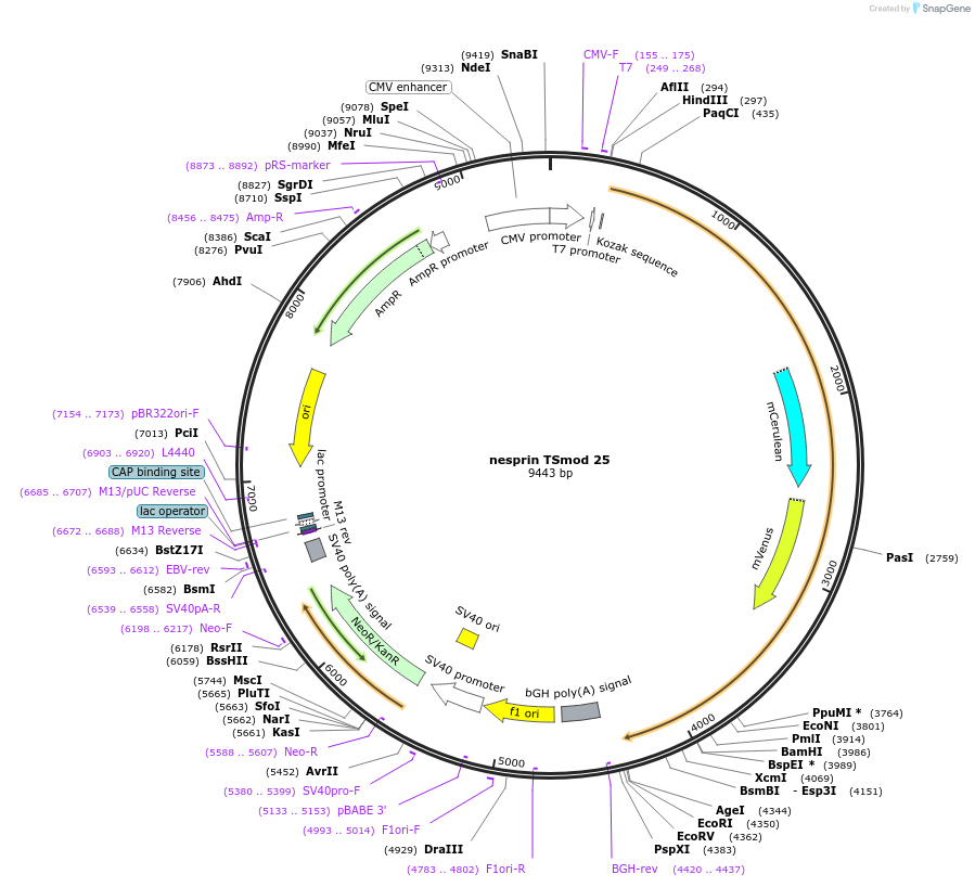 125555-plasmid-map-sequence-id-244038