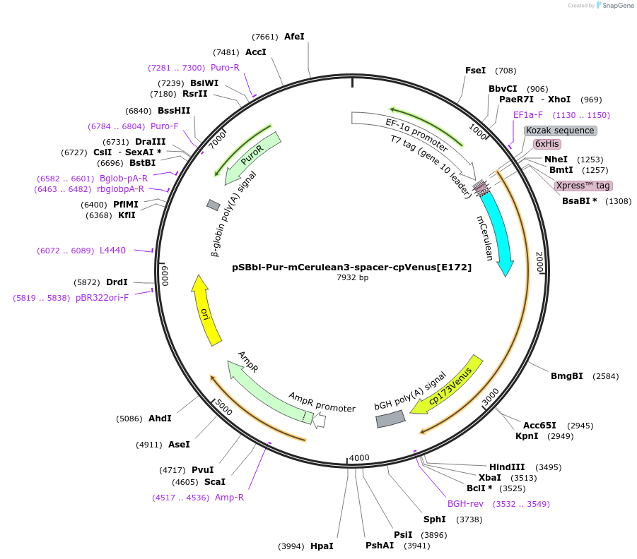 125204-plasmid-map-sequence-id-244066