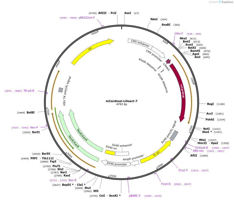 54663-plasmid-map-sequence-id-244071