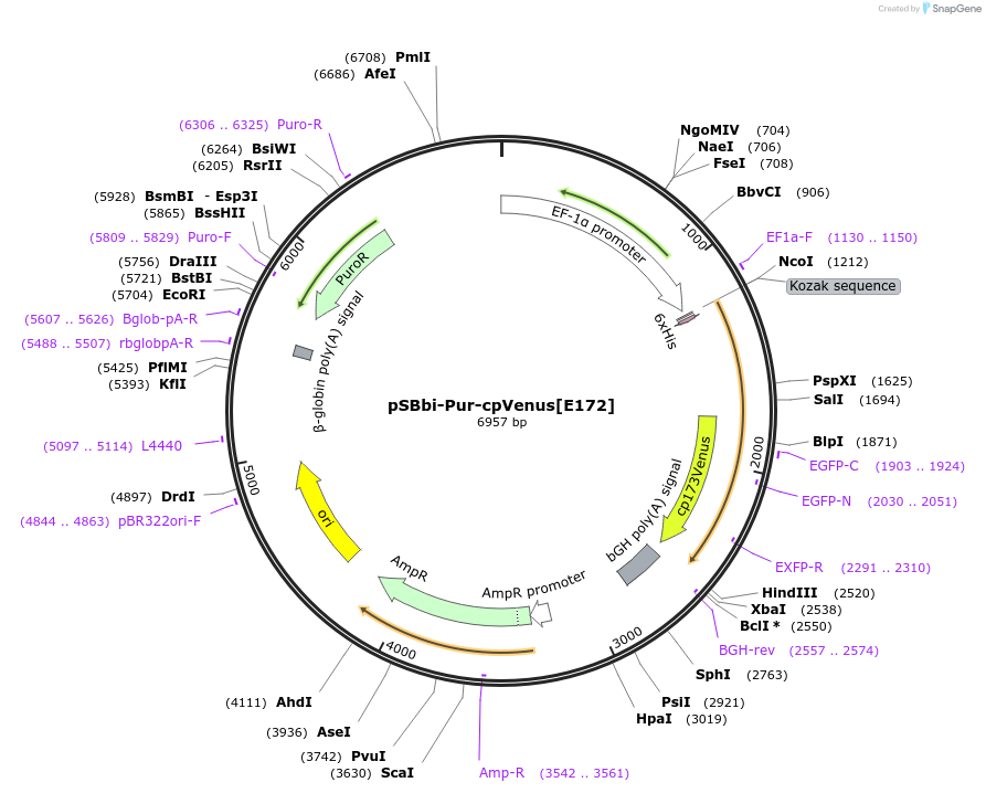 125202-plasmid-map-sequence-id-244072