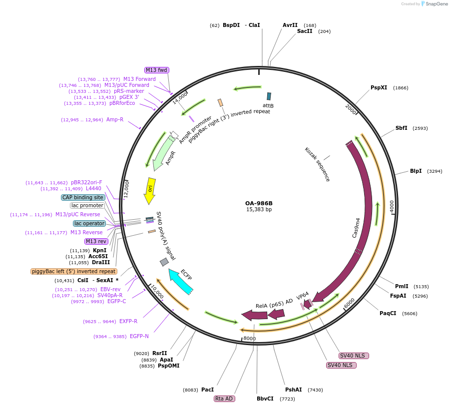 124999-plasmid-map-sequence-id-244077
