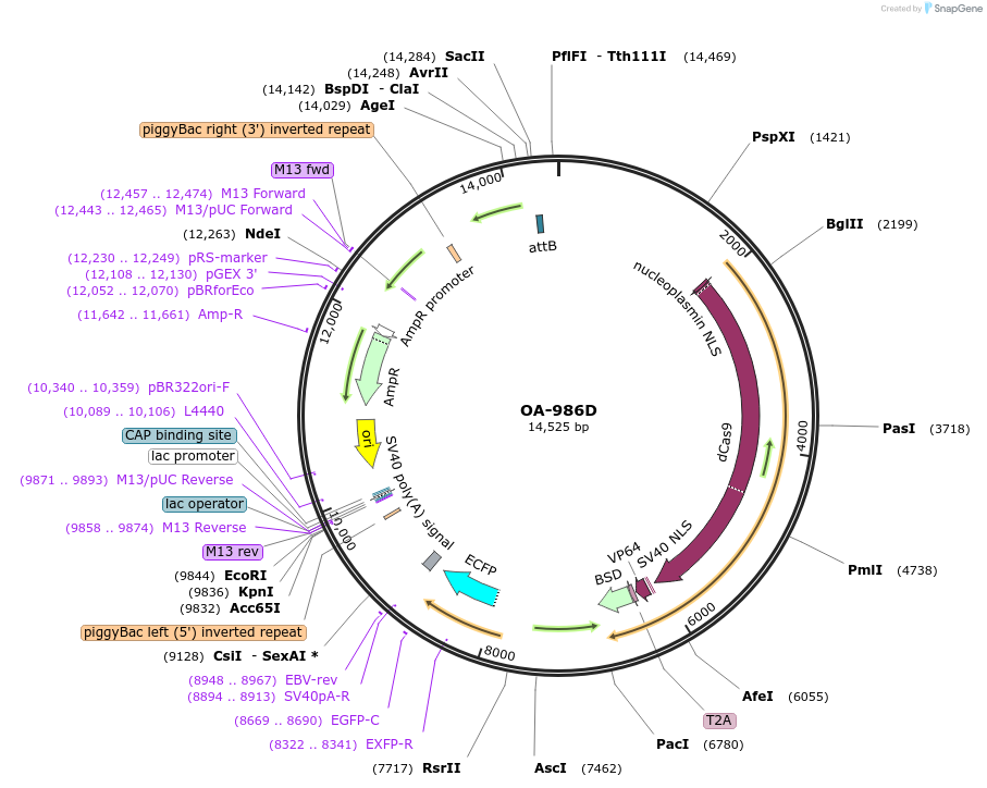 125001-plasmid-map-sequence-id-244082