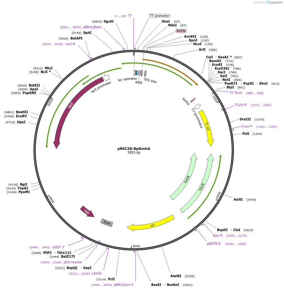 125589-plasmid-map-sequence-id-244093