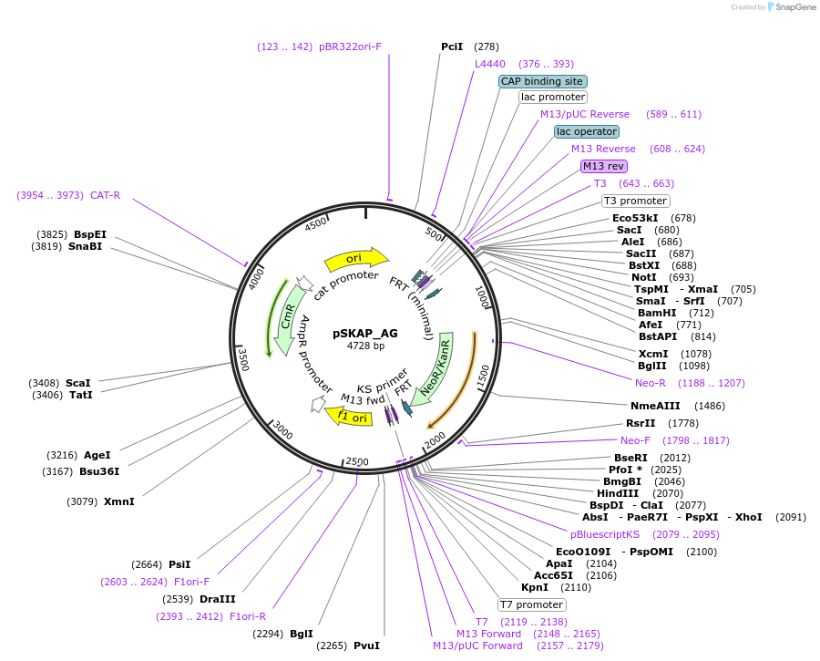 122709-plasmid-map-sequence-id-244097