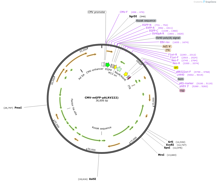 117858-plasmid-map-sequence-id-244125