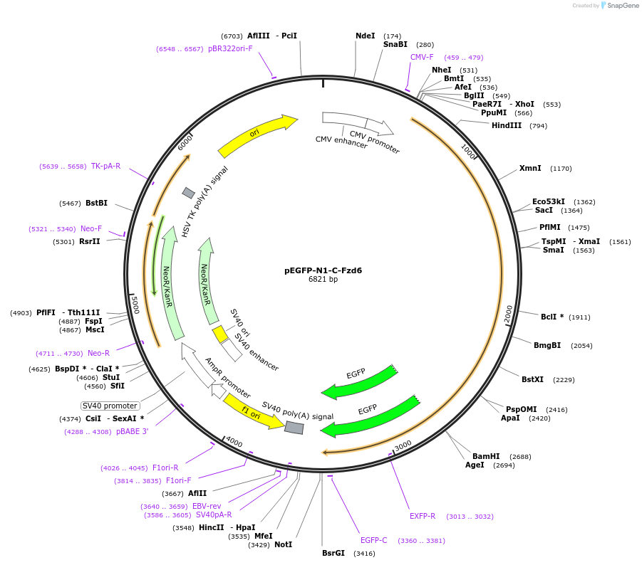 123589-plasmid-map-sequence-id-244126