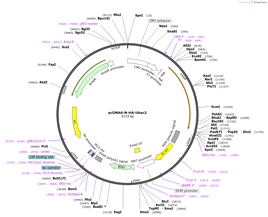 123598-plasmid-map-sequence-id-244129