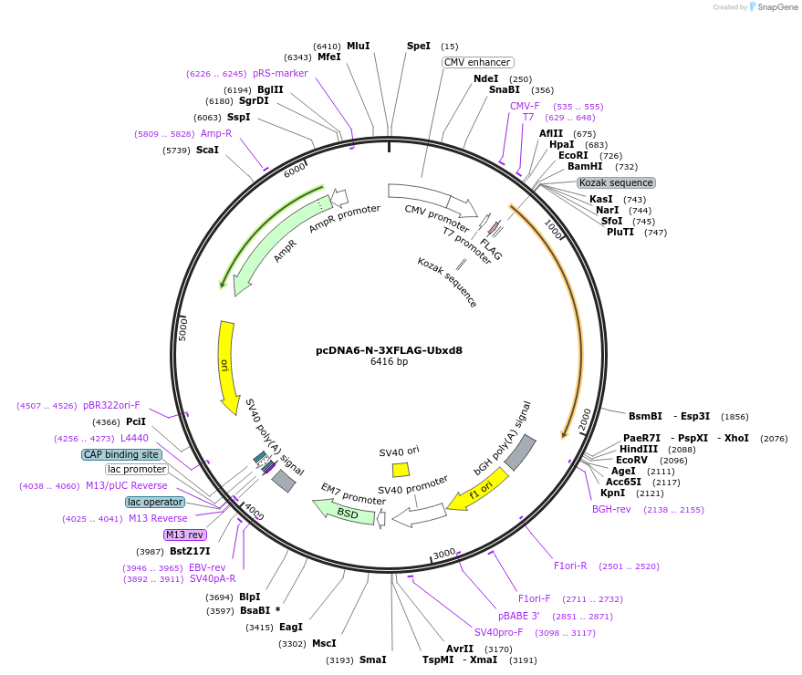 123599-plasmid-map-sequence-id-244131