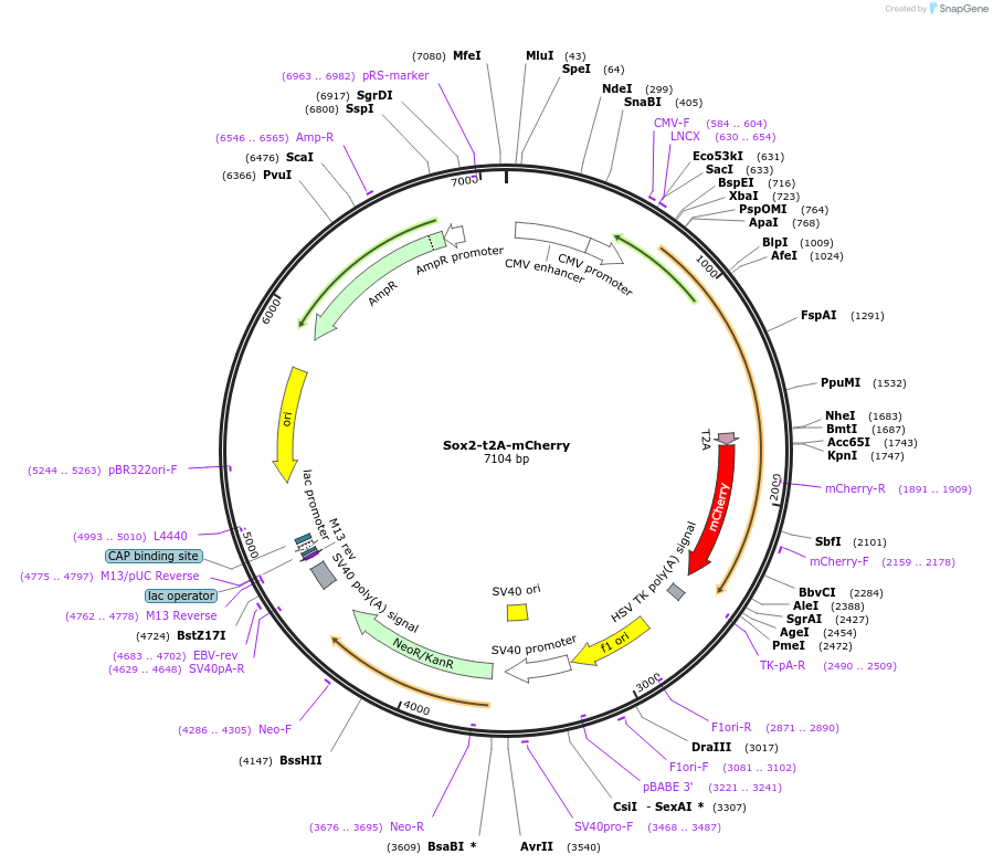 127538-plasmid-map-sequence-id-244180
