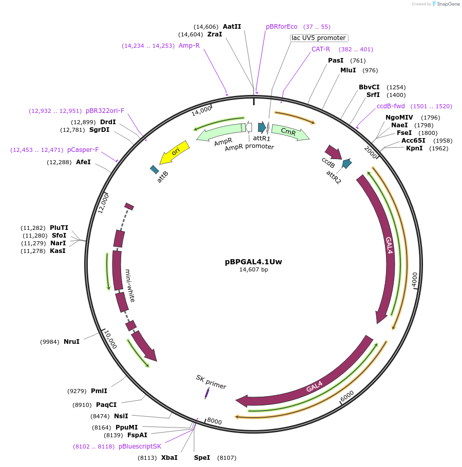 26226-plasmid-map-sequence-id-244183