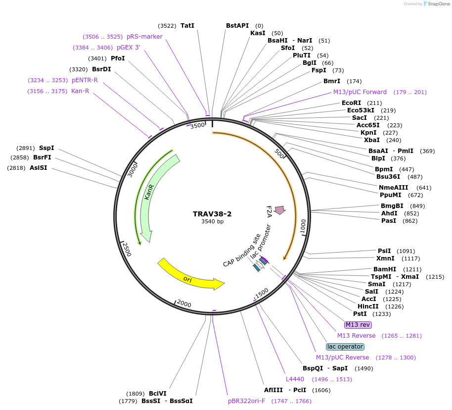 123405-plasmid-map-sequence-id-244184