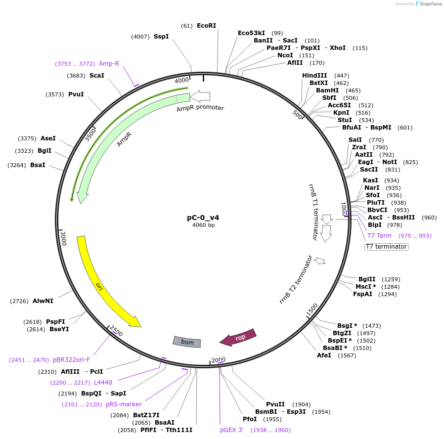 124424-plasmid-map-sequence-id-244189