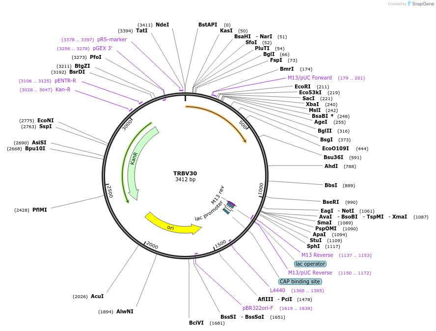 123460-plasmid-map-sequence-id-244201