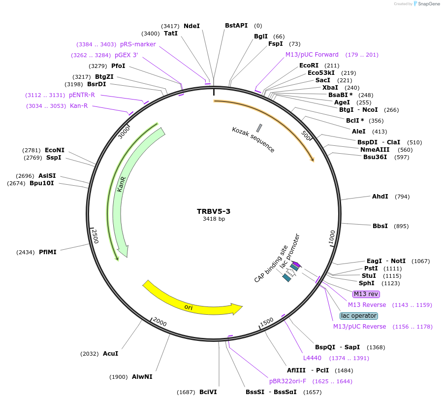 123415-plasmid-map-sequence-id-244210