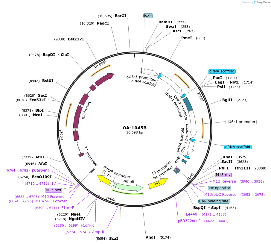 125004-plasmid-map-sequence-id-244211