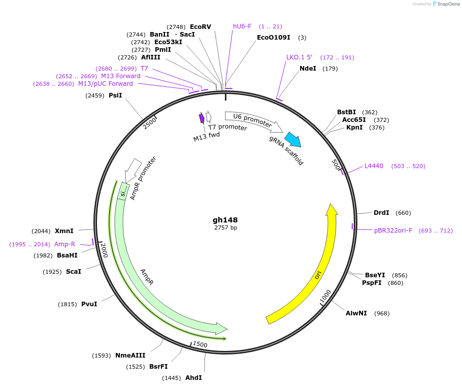 106818-plasmid-map-sequence-id-244214
