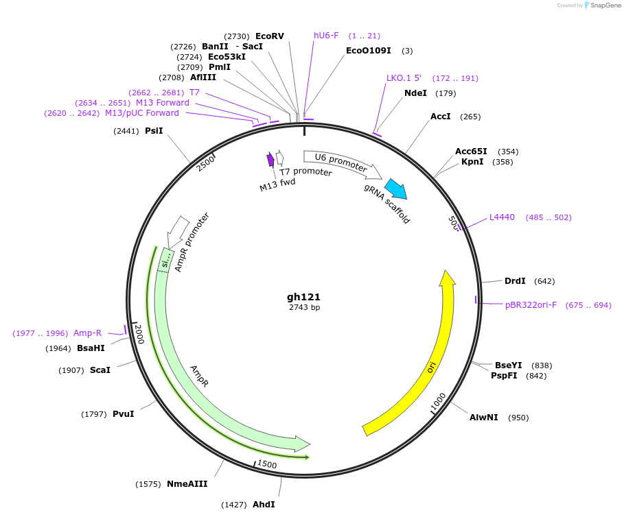106780-plasmid-map-sequence-id-244217