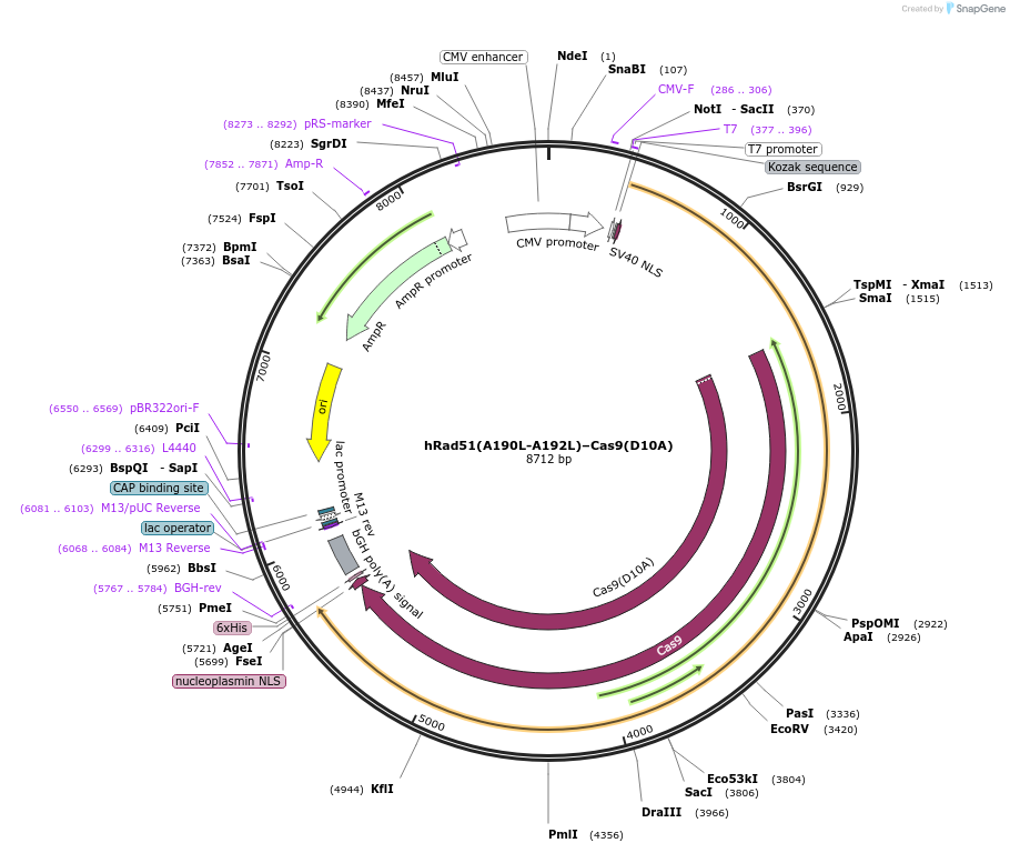 125562-plasmid-map-sequence-id-244219