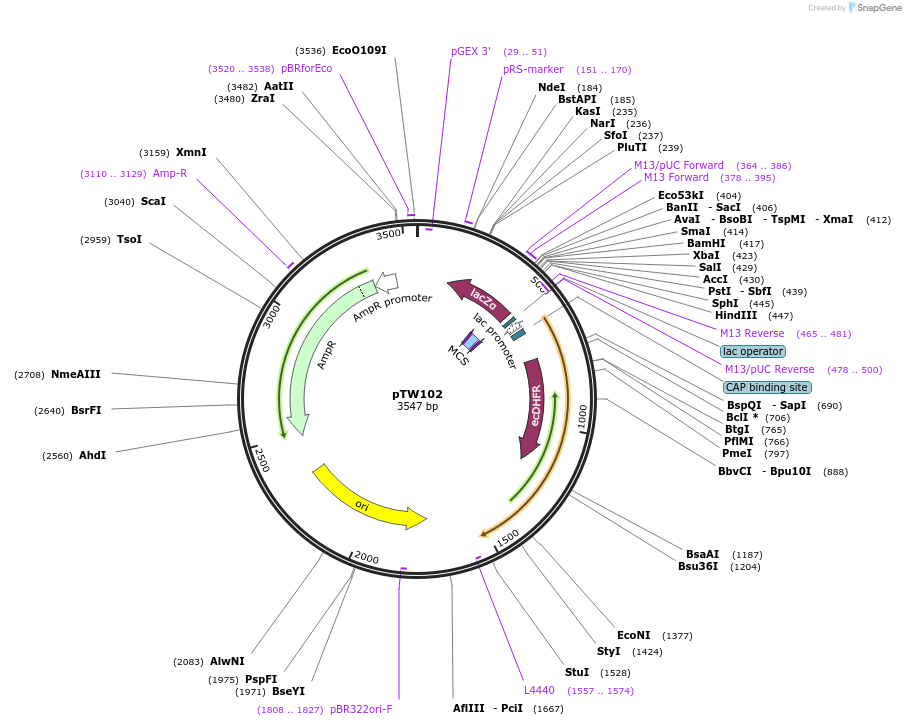 115945-plasmid-map-sequence-id-244240