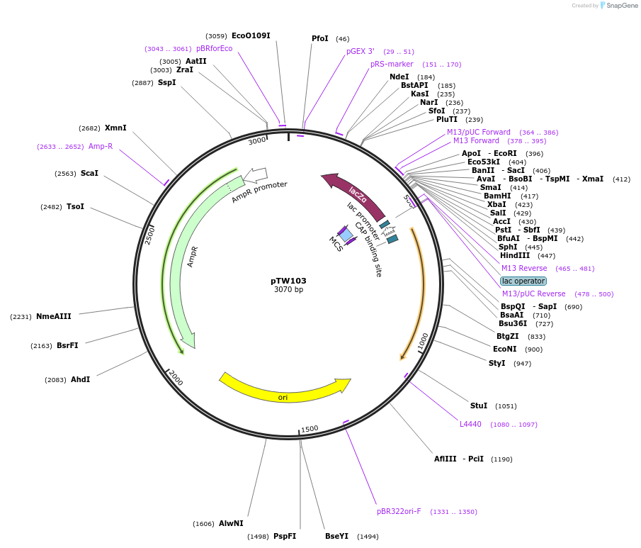 115946-plasmid-map-sequence-id-244241