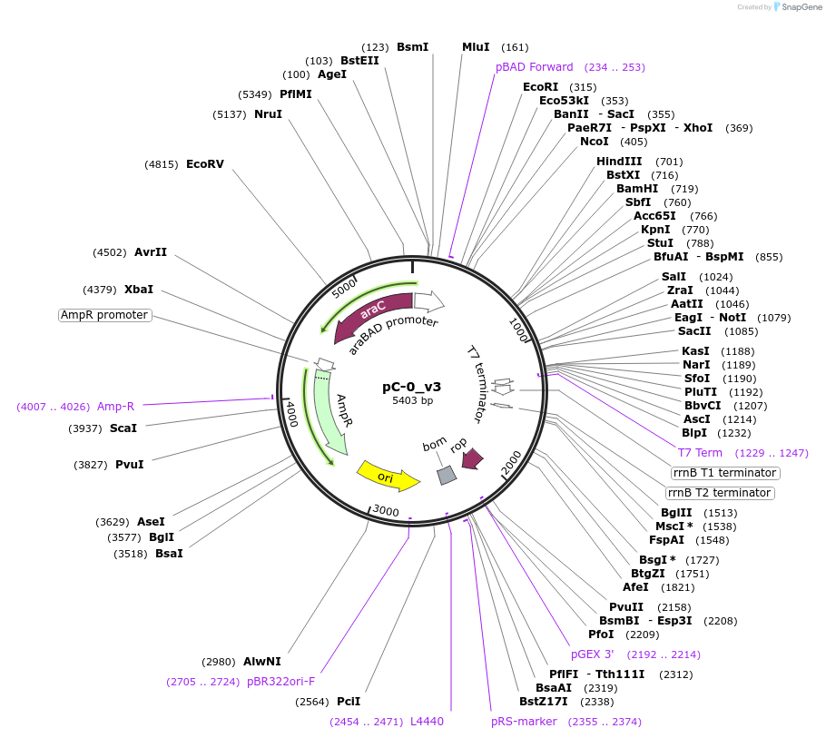 124423-plasmid-map-sequence-id-244243