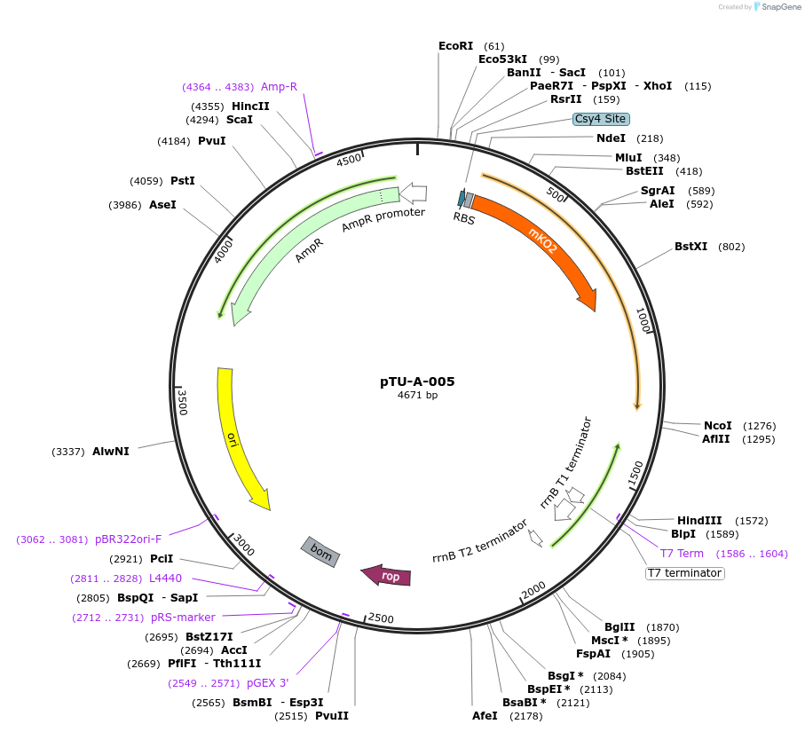 124412-plasmid-map-sequence-id-244248