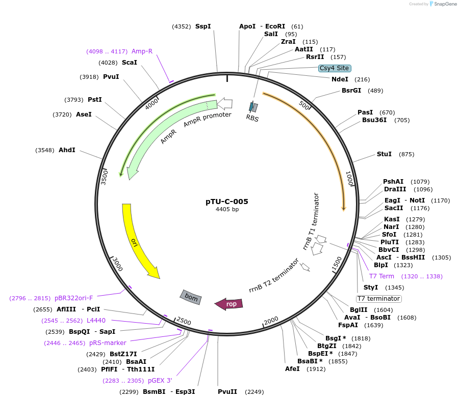 124414-plasmid-map-sequence-id-244249