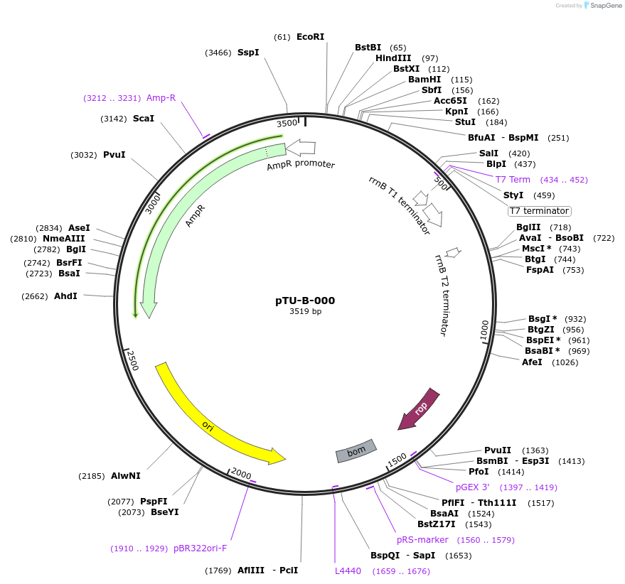 124410-plasmid-map-sequence-id-244250