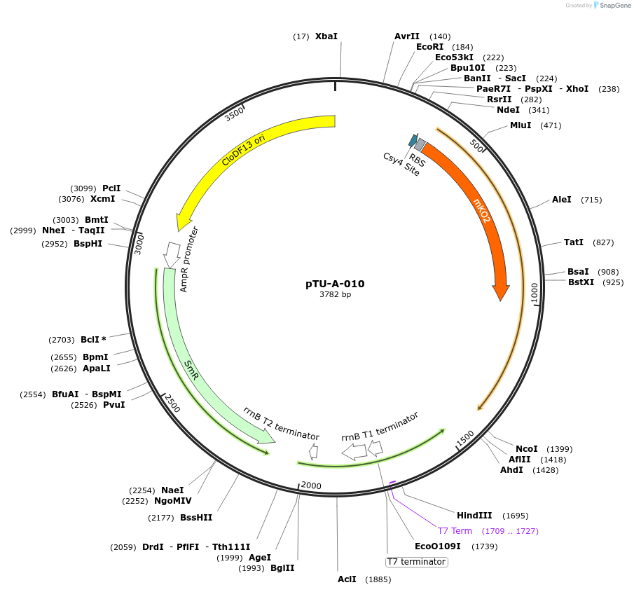 124418-plasmid-map-sequence-id-244258