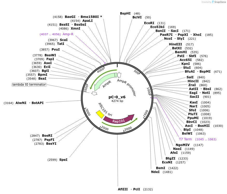 124426-plasmid-map-sequence-id-244261