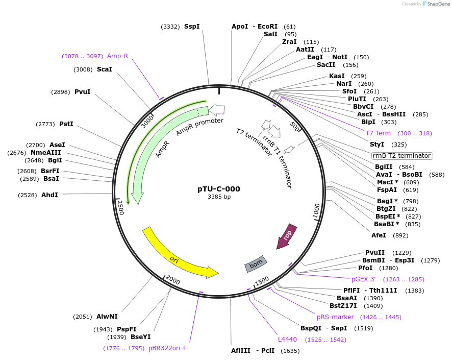 124411-plasmid-map-sequence-id-244264