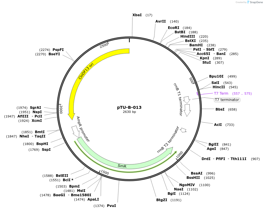 124416-plasmid-map-sequence-id-244268