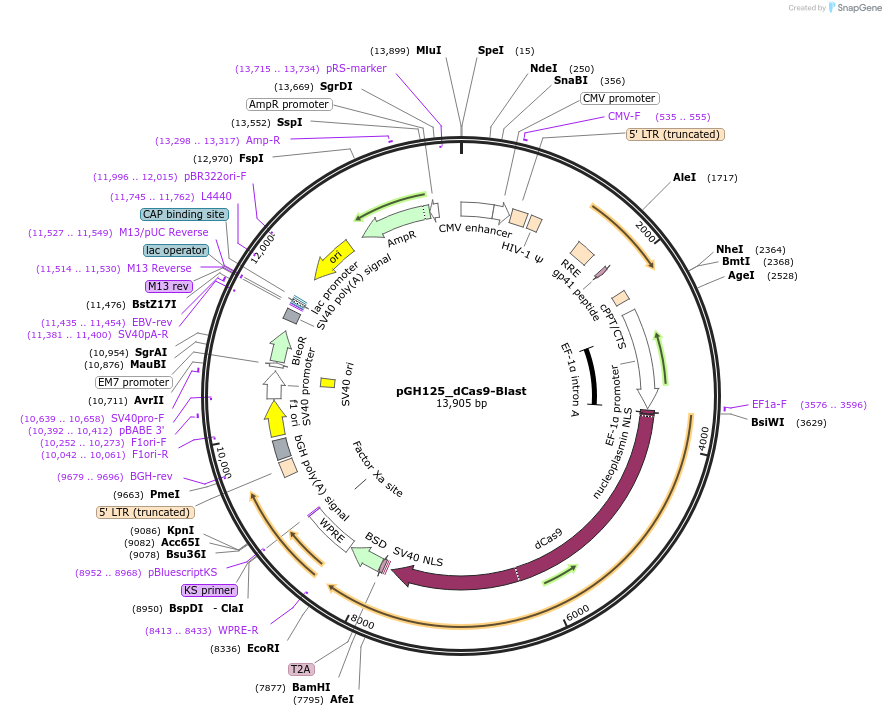 85417-plasmid-map-sequence-id-244287