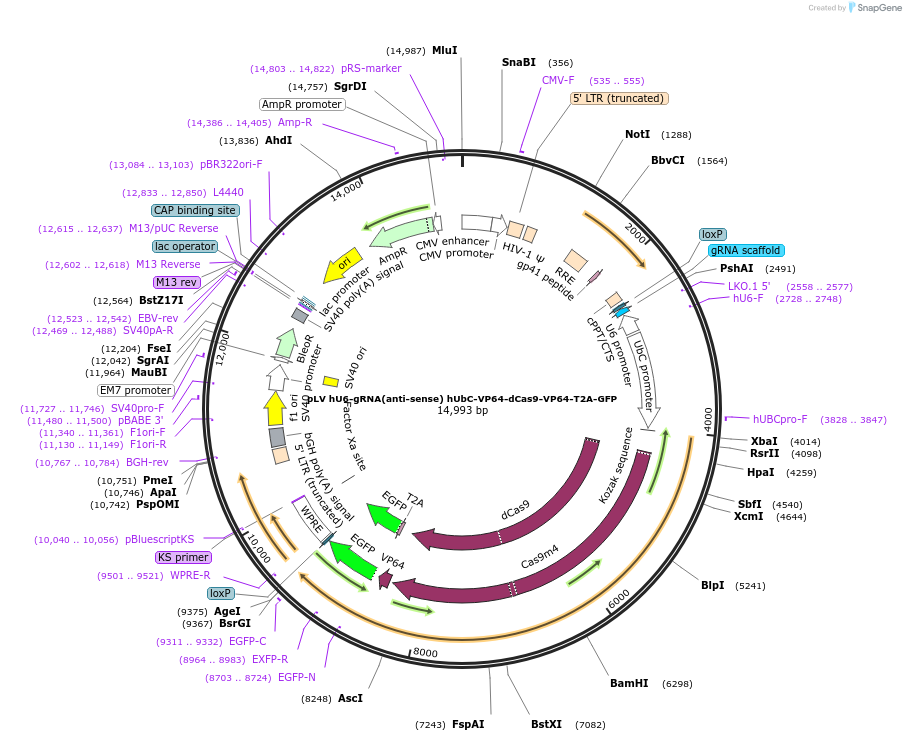 66707-plasmid-map-sequence-id-244291