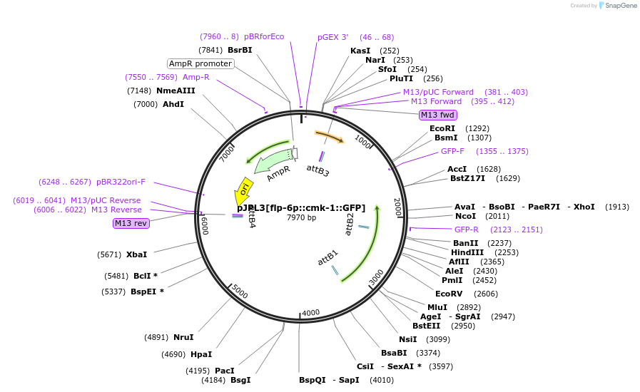 124613-plasmid-map-sequence-id-244299
