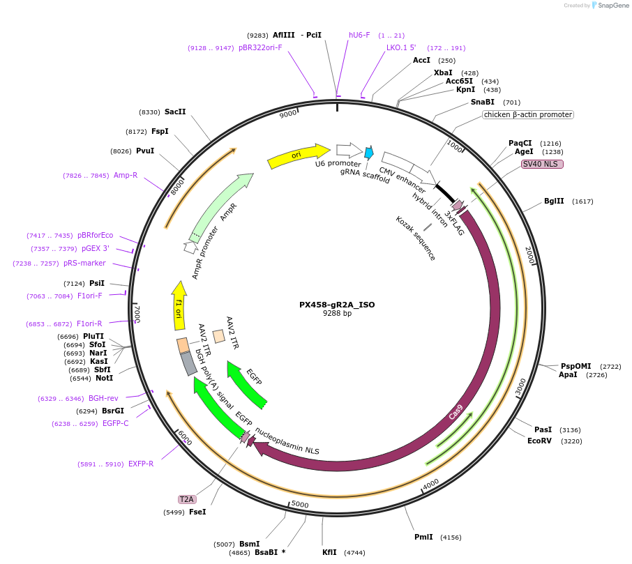 124808-plasmid-map-sequence-id-244309