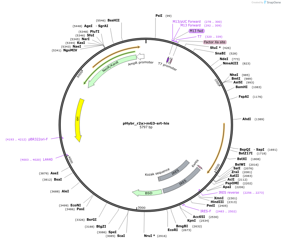 124805-plasmid-map-sequence-id-244310