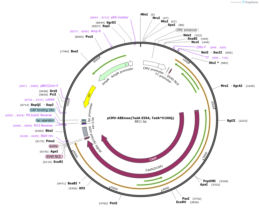 125651-plasmid-map-sequence-id-244313