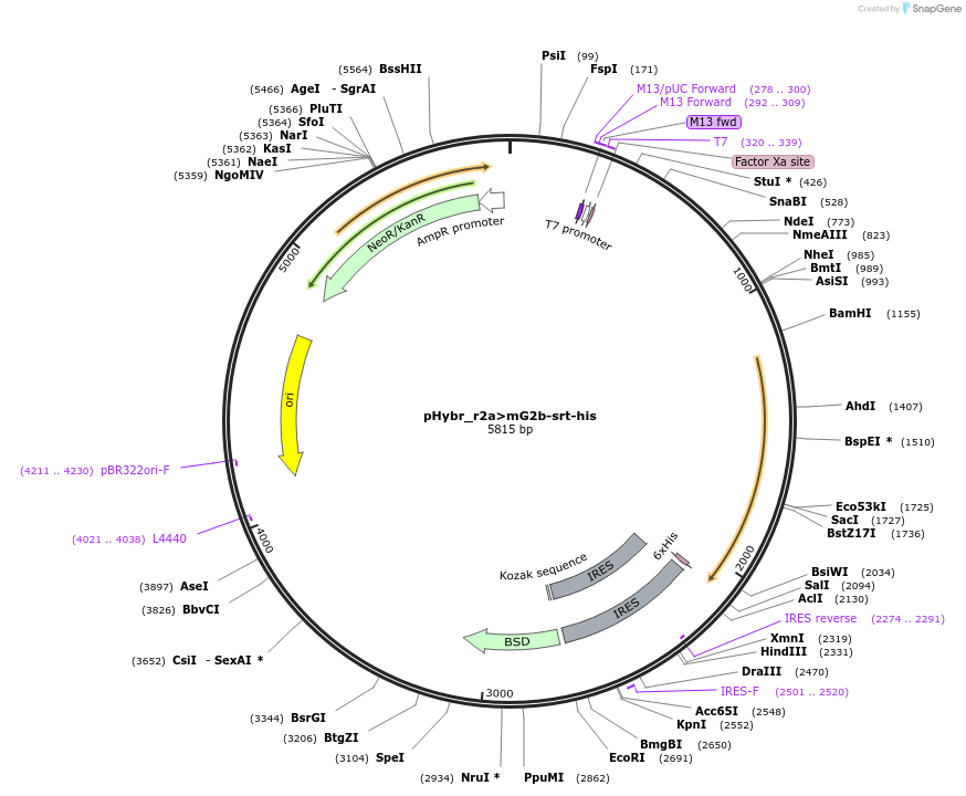 124804-plasmid-map-sequence-id-244314