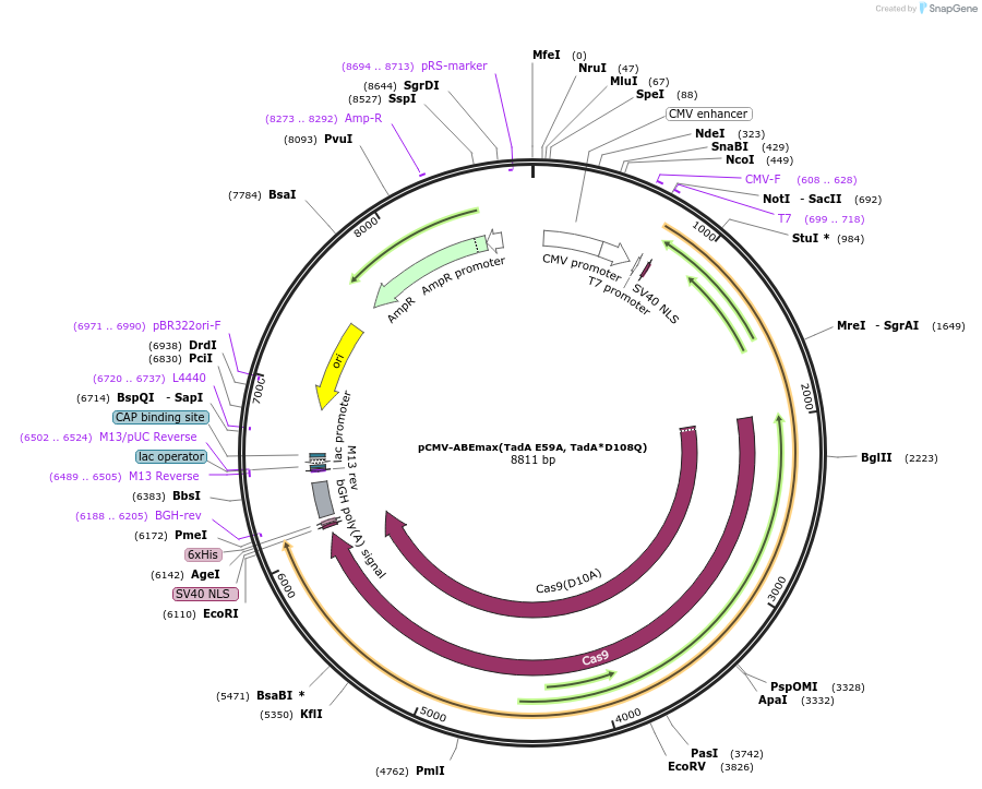 125655-plasmid-map-sequence-id-244323