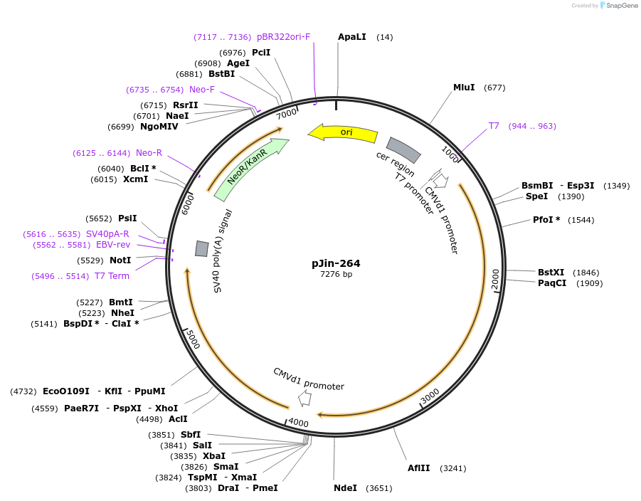 125717-plasmid-map-sequence-id-244326