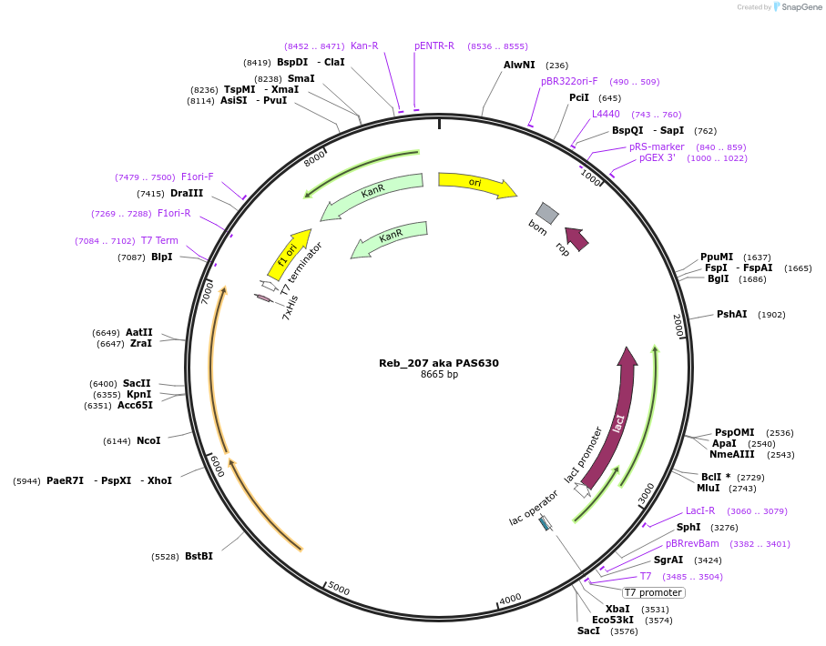 71235-plasmid-map-sequence-id-244352