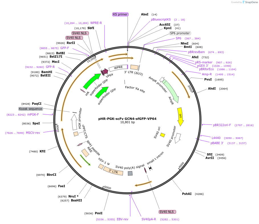 122133-plasmid-map-sequence-id-244353