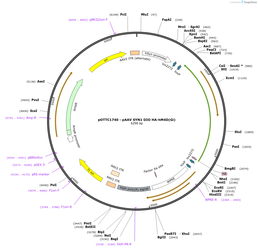 125146-plasmid-map-sequence-id-244357