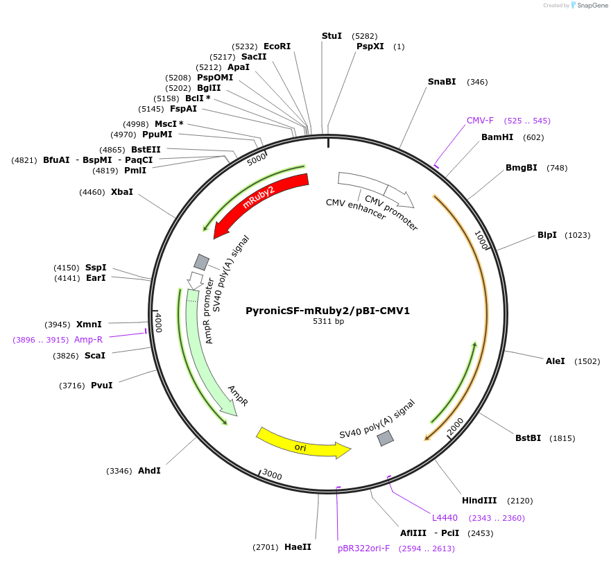 124830-plasmid-map-sequence-id-244362