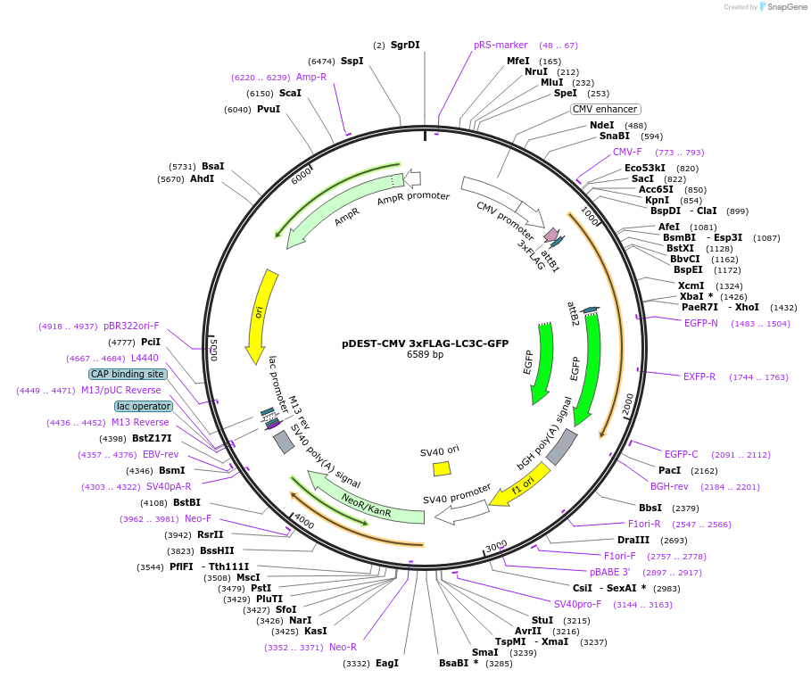 123110-plasmid-map-sequence-id-244373